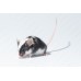 Ratón Domestico - Mus musculus
